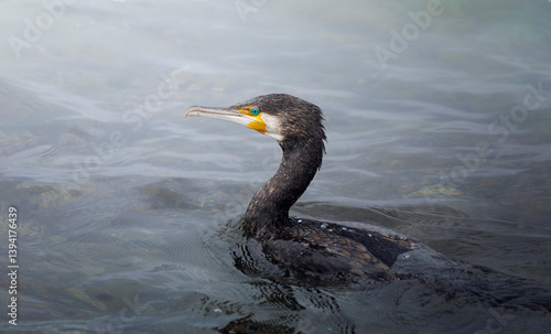 le regard du grand Cormoran, golfe de Saint Tropez, Var, France 