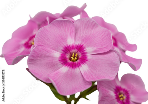 Vibrant pink flowers with white centers blooming beautifully in a garden setting
