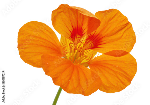 Wallpaper Mural Vibrant orange flower with intricate petals against a plain background Torontodigital.ca