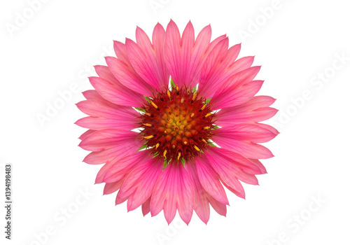 Vibrant pink flower with intricate petals and central yellow core isolated