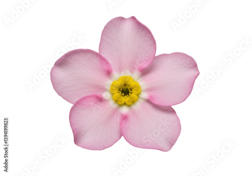 Close-up of a delicate pink flower with a vibrant yellow center on a black background