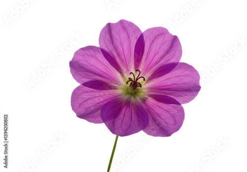 Close-up of a vibrant pink flower showcasing delicate petals and intricate details
