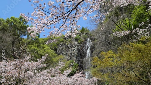 滝と桜
