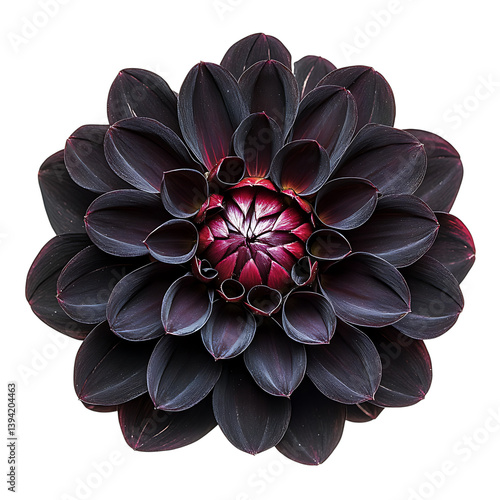 Obraz na płótnie A top-down view of a fully bloomed symmetrical dahlia flower with layered, curved petals radiating outward, rendered in high detail and isolated on a black background w salonie