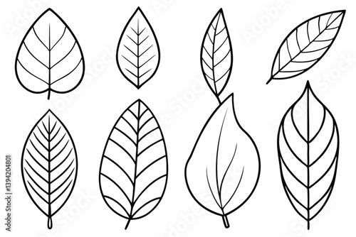 Rubber Tree Leaf Line Art Detailed Drawing for Artistic Project  