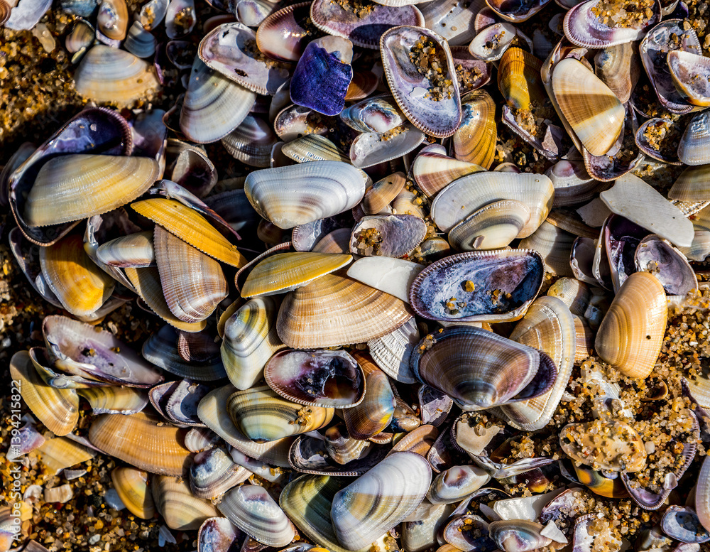 Group of freshly washed up sea shells along the shoreline