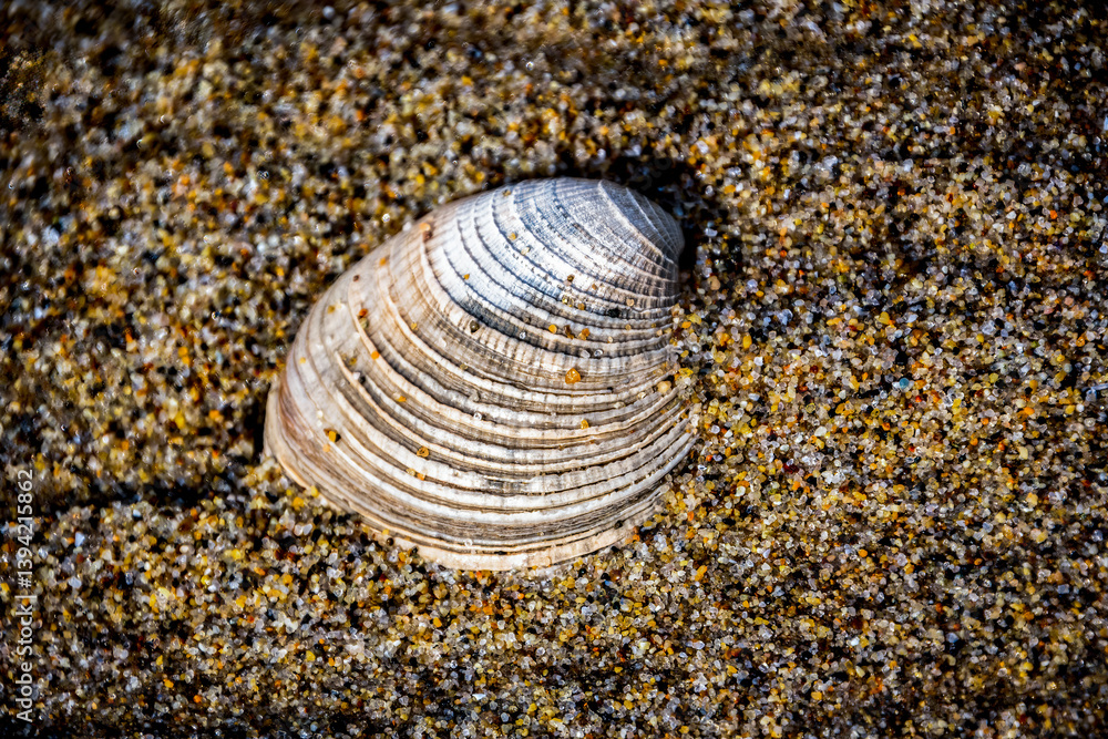 Large sea shell embedded in the beach sand