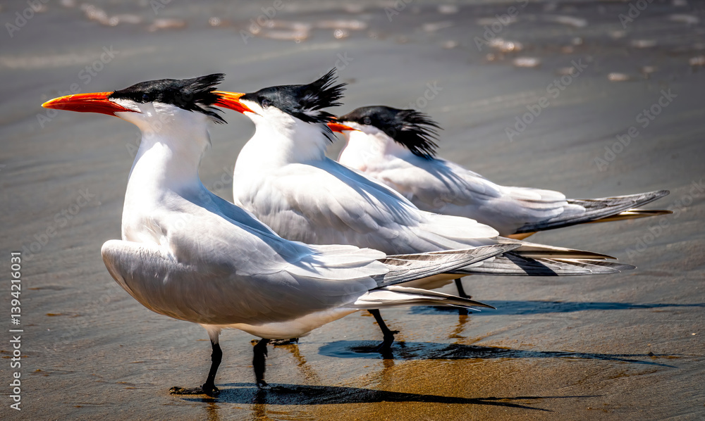 The tern birds standing on the beach shore