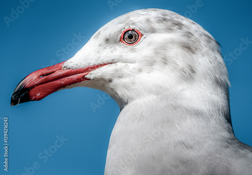 Obraz na płótnie Close-up profile photograph of seagull at the beach w salonie