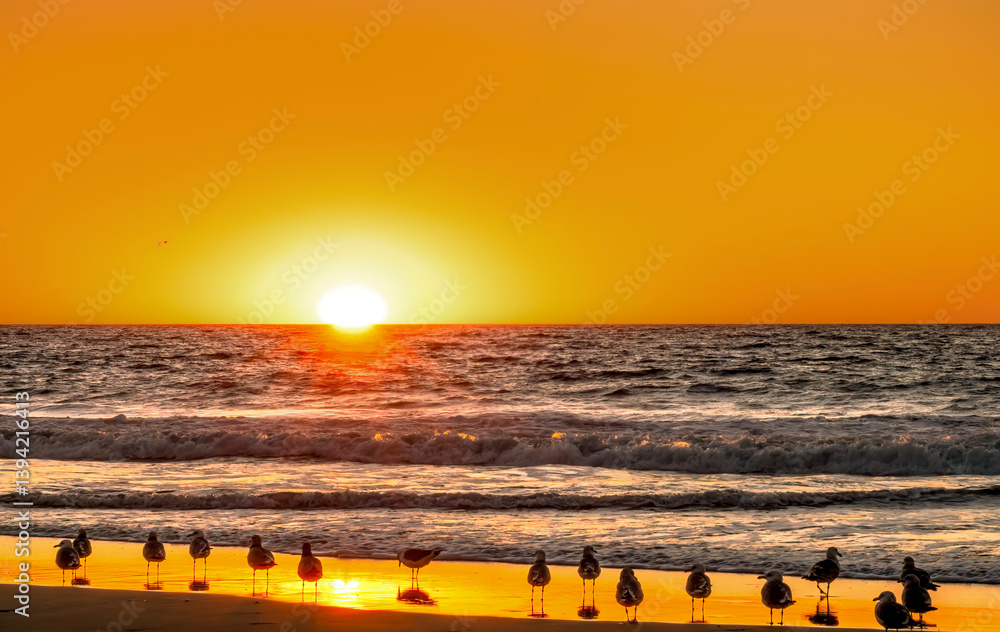 Seagulls on the beach shoreline during a dramatic sky