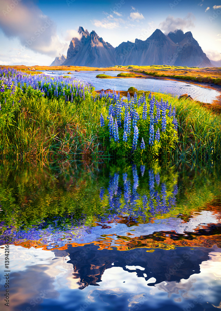Blooming lupine flowers on the Stokksnes headland