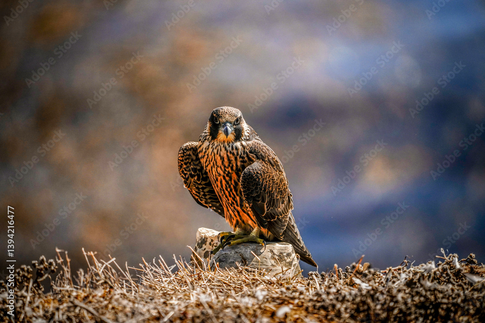Peregrine falcon perched while looking directly at the camera