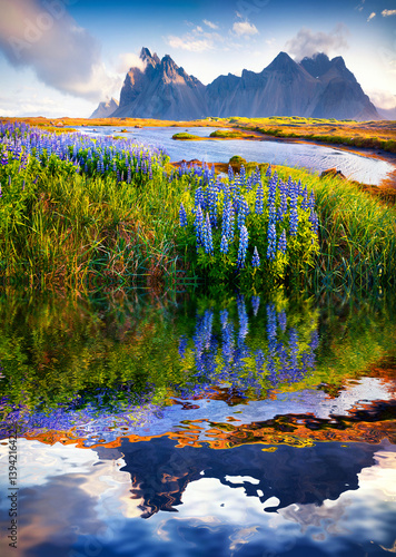 Obraz na płótnie Blooming lupine flowers on the Stokksnes headland w salonie