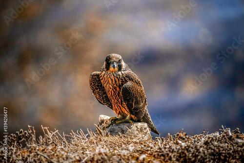 Obraz na płótnie Peregrine falcon perched while looking directly at the camera w salonie