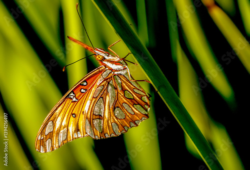 Obraz na płótnie Close-up of large orange butterfly in a lush garden setting w salonie