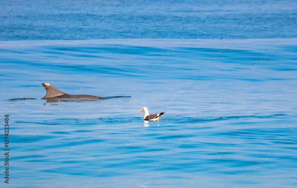 Seagull yelling at dolphin to move out of the way