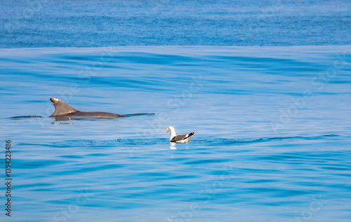 Obraz na płótnie Seagull yelling at dolphin to move out of the way w salonie