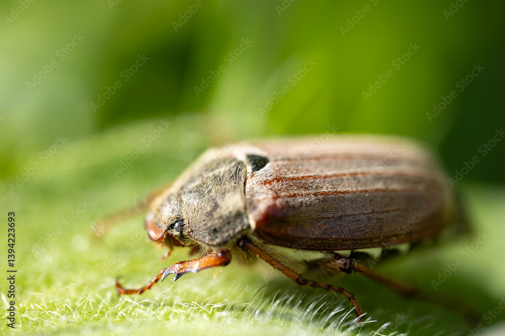 A macro shot of a brown cockchafer, also known as a May bug, with a fuzzy body sitting on a green leaf; these beetles are known to cause damage to plants A macro shot of a brown cockchafer, also known as a May bug, with a fuzzy body sitting on a green leaf; these beetles are known to cause damage to plants