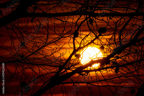 Obraz na płótnie Silhouette abstract style of tree branches against a dark orange Autumn sky with the sun shining in the background w salonie