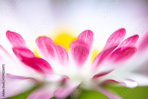 A macro shot and slightly blurred view of a pink and white daisy (Bellis perennis) with a bright yellow disc floret