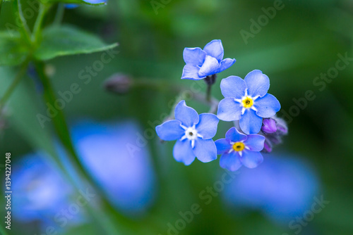 Wallpaper Mural A close-up of several small light blue forget-me-not flowers with bright yellow centers against a blurred green background Torontodigital.ca