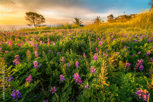Springtime meadow with yellow flowers, purple flowers and lush greenery and dramatic sky