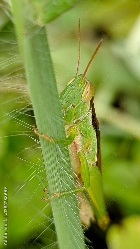 Grasshopper Resting on a Green Leaf in Nature Grasshopper Resting on a Green Leaf in Nature