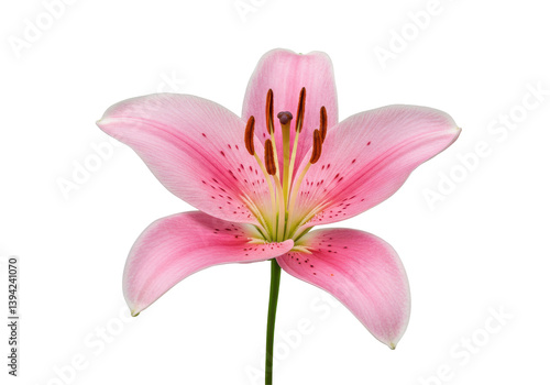 Beautiful pink lily flower in full bloom against a clean background