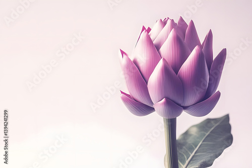 Purple Lotus Flower Blooms Beautifully