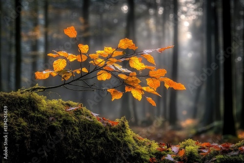 Autumnal forest branch with vibrant leaves.  A delicate branch with fiery orange leaves rests on a mossy forest bed, bathed in soft morning light.