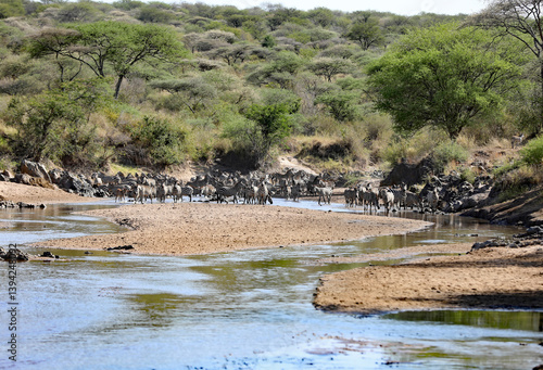 Great Migration Zebras