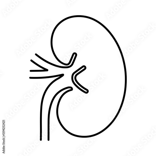 Human Kidney Anatomy Outline, Renal System Illustration