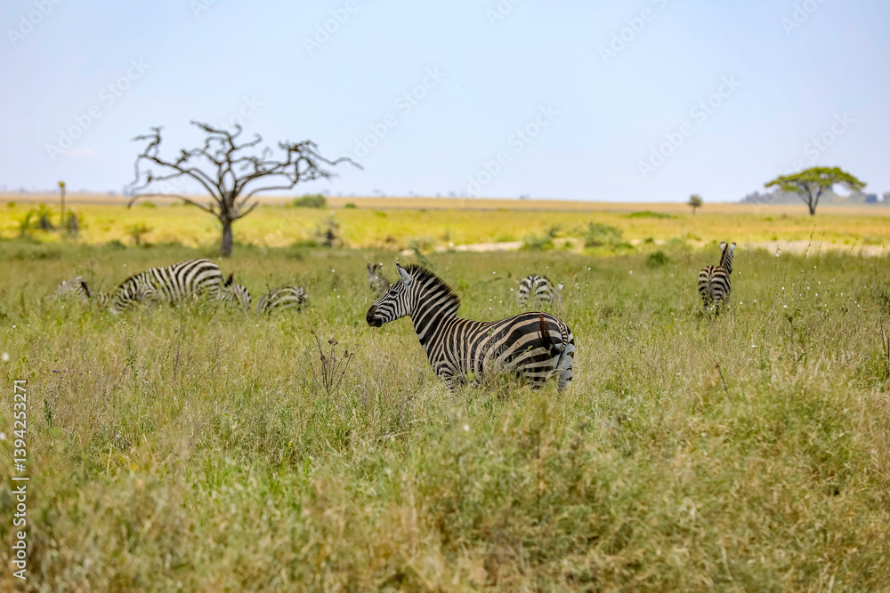 Obraz premium Zebras