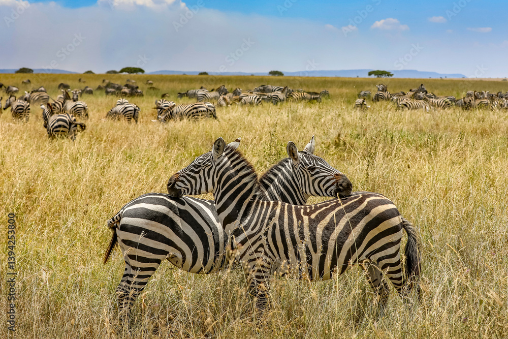 Obraz premium Zebra-Herde