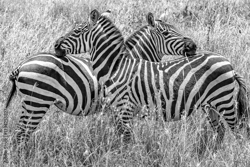 Zebras schwarz weiß