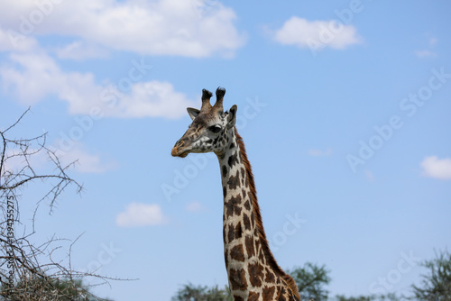 Profilansicht einer Giraffe