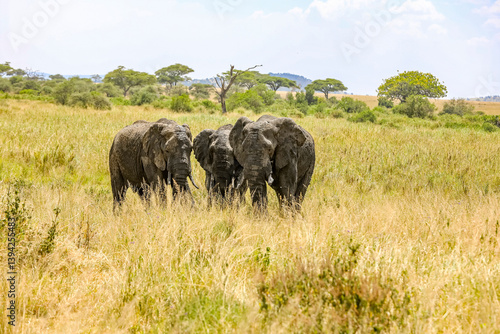 drei Elefanten im hohen gras