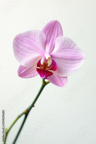 Single orchid, vanilla fragrance, white backdrop, orchid, floral, spa