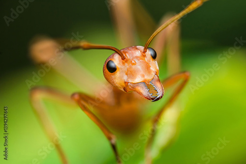 Valokuva Red ant standing on green leaf showing mandibles