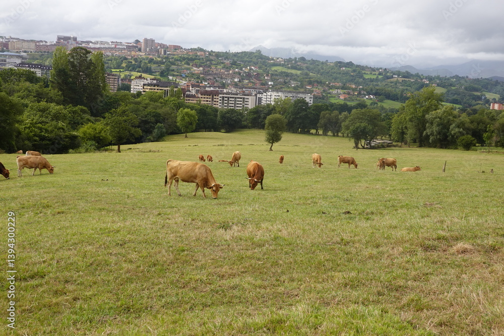 Naklejka premium Cows grazing in a large field with a city skyline and distant hills in the background, blending rural and urban landscapes.