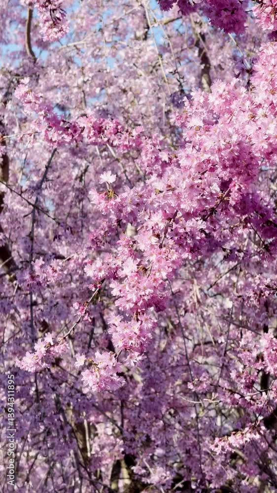 Blooming season, beautiful view of a blooming Sakura tree, branches sway in the wind, pink flowers, vertical video natural background. Blooming season, beautiful view of a blooming Sakura tree, branches sway in the wind, pink flowers, vertical video natural background.