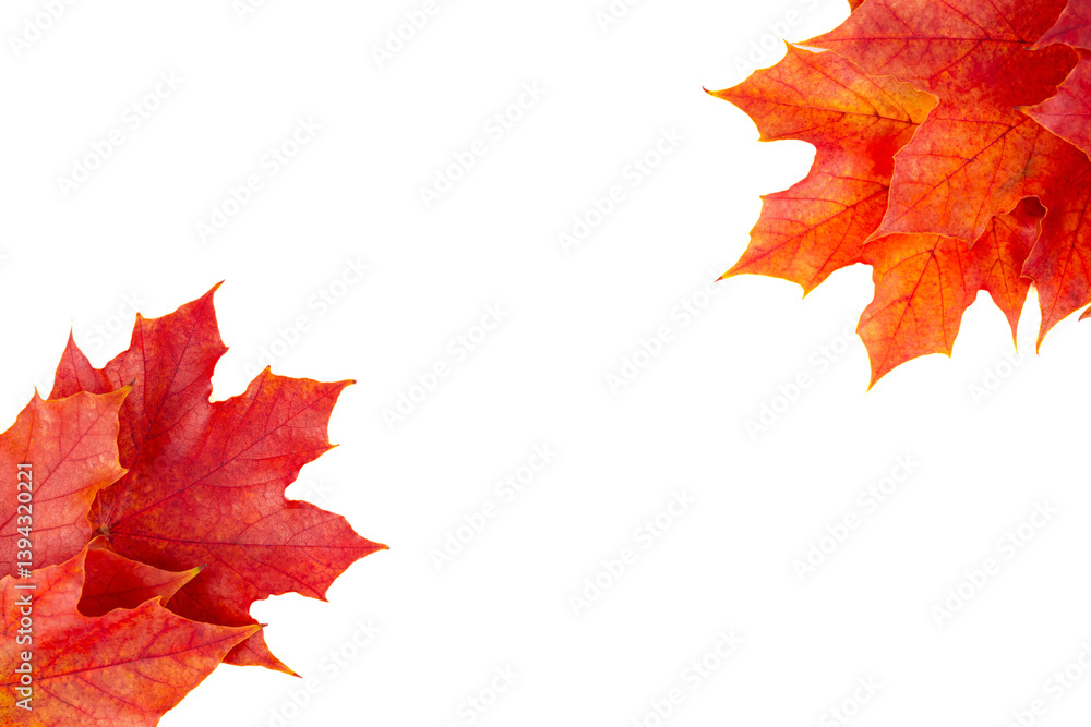 Fototapeta premium Autumn leaves