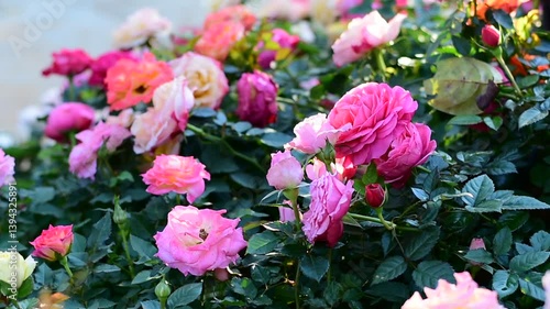 Colorful Roses Blooming in Soft Morning Light in Tranquil Garden
