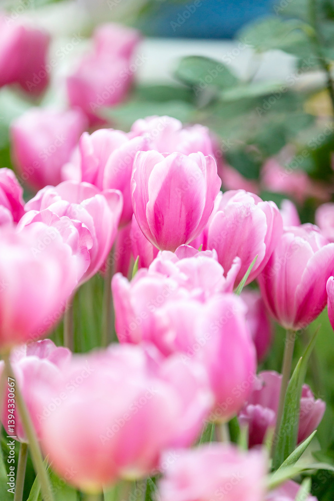 soft pink tulips in the garden on blur background soft pink tulips in the garden on blur background