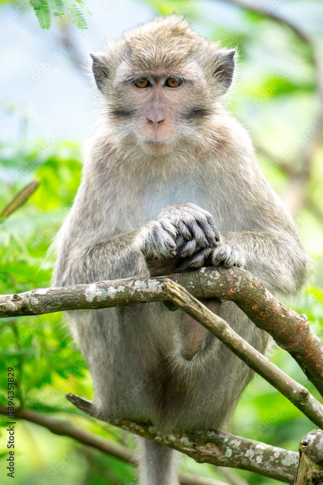 Macaca fascicularis (kera ekor panjang, monyet ekor panjang, long-tailed macaque, crab-eating monkey, cynomolgus macaque) in the jungle Macaca fascicularis (kera ekor panjang, monyet ekor panjang, long-tailed macaque, crab-eating monkey, cynomolgus macaque) in the jungle