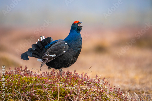Black grouse lekking on a spring april morning in a swamp