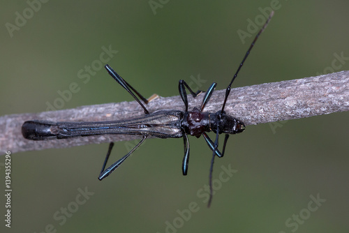 Wallpaper Mural Macrones purpureipes - dorsal view of rare longhorn beetle on twig Torontodigital.ca