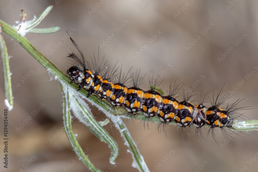 Fototapeta premium Colorful Caterpillar - Australian Magpie Moth (Nyctemera amicus) - In Situ Macro 