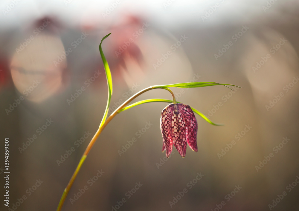 Wiosenne kwiaty - Szachownica kostkowata ( Fritillaria meleagris ). Tapeta, dekoracja. Wiosna 2025