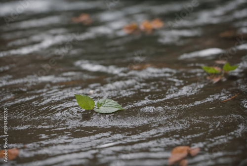 A leaf floating on the surface of water, in the background you can see other leaves on and in the water. Bubbles form on the surface of the water